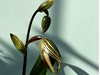 Paphiopedilum Rothschildianum 